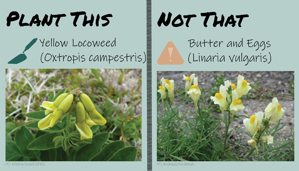 yellow locoweed v butter and eggs FWS.gov